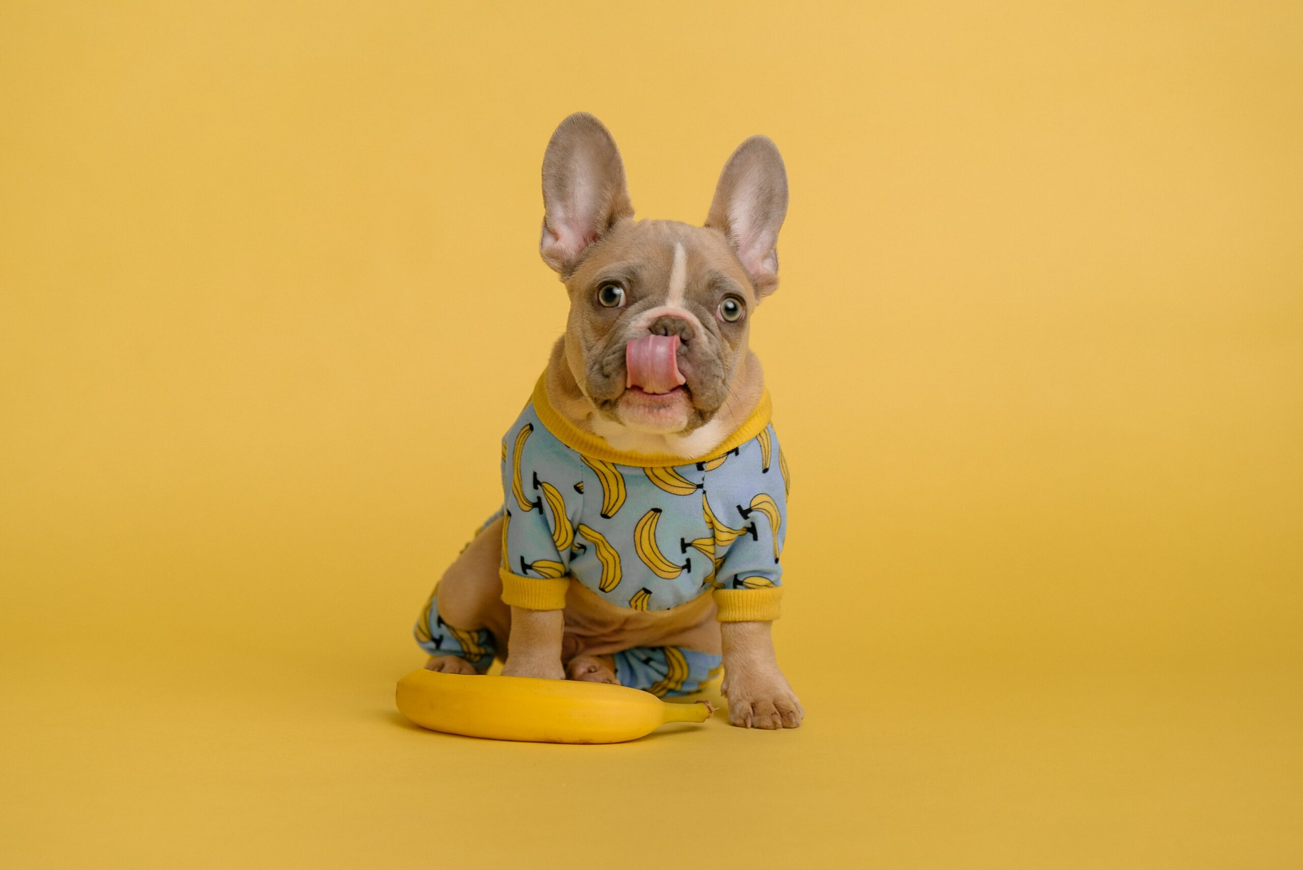 dog-wear